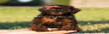 Buttercup AKC