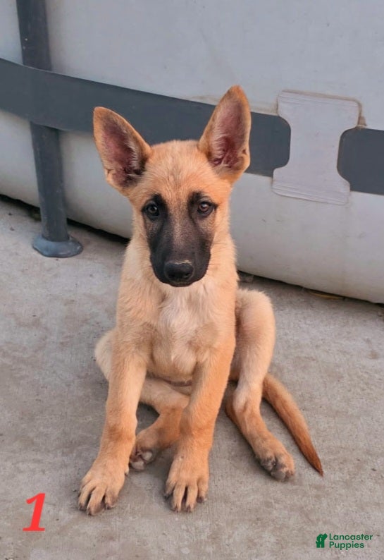 German Shepherd dogs Blondie - Ad 6