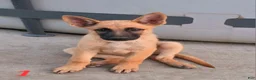 German Shepherd dogs for sale: Blondie - Ad 1