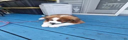 Mixed Breed dogs for sale: Marley - Ad 14