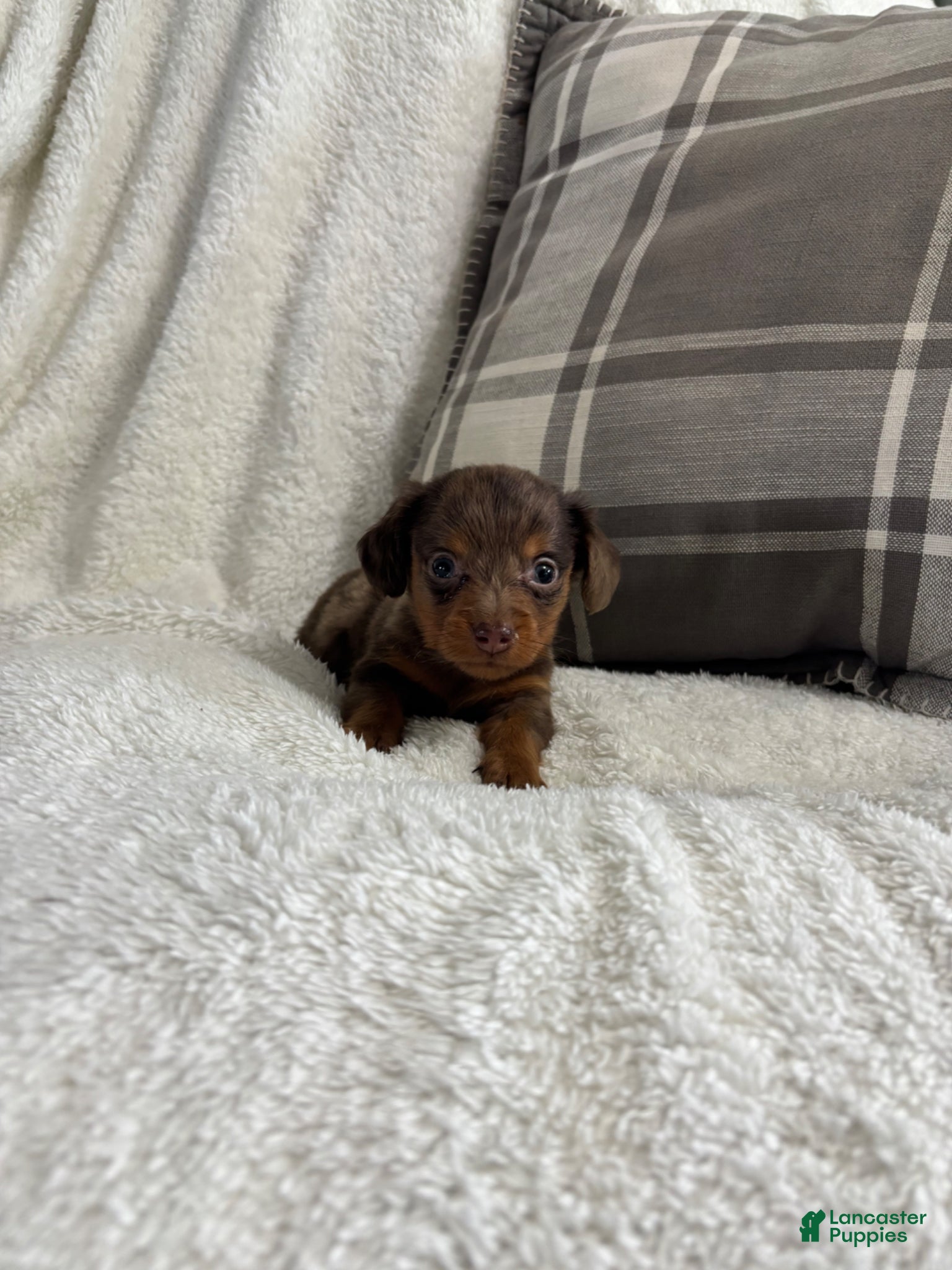 Miniature Dachshund dogs for sale: Puppy 2 - Ad 1
