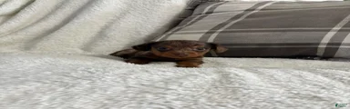 Puppy 2
