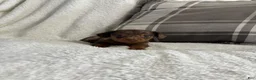 Miniature Dachshund dogs for sale: Puppy 2 - Ad 1
