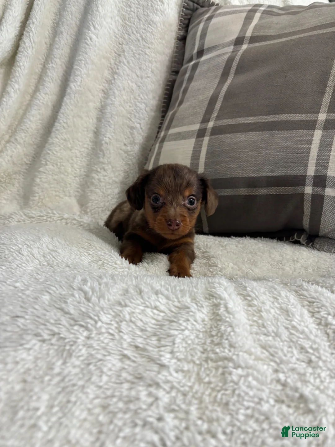 Miniature Dachshund dogs for sale: Puppy 2 - Ad 1