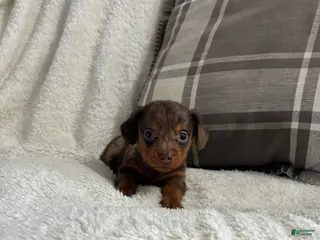 Miniature Dachshund dogs for sale: Puppy 2 - Ad 1