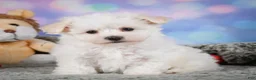 Maltipoo dogs for sale: Dexter - Ad 3