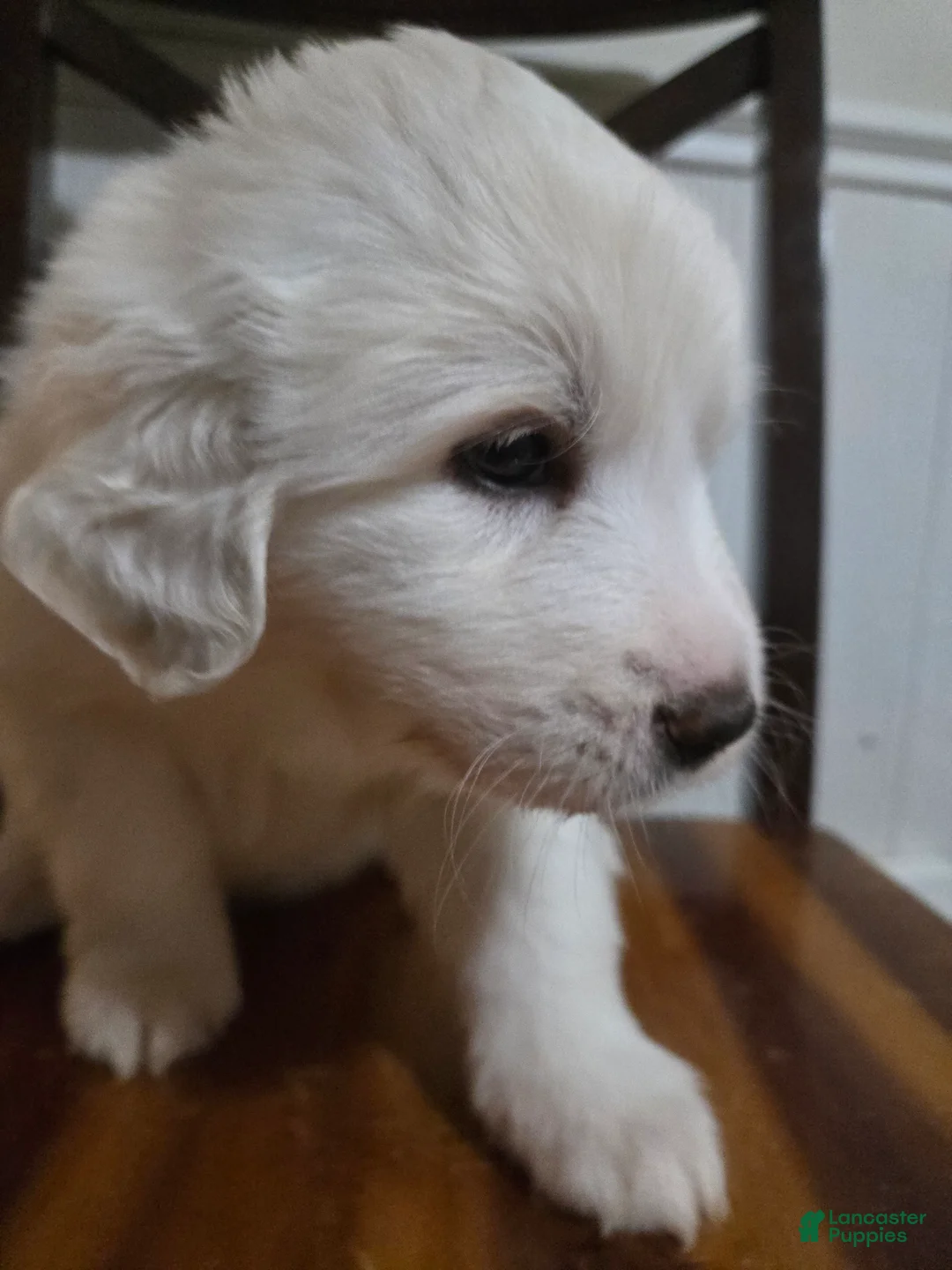 Great Pyrenees dogs for sale: Great Pyrenees Puppy 4 - Ad 1
