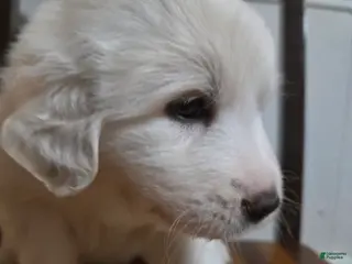 Great Pyrenees dogs Great Pyrenees Puppy 4 - Ad 17
