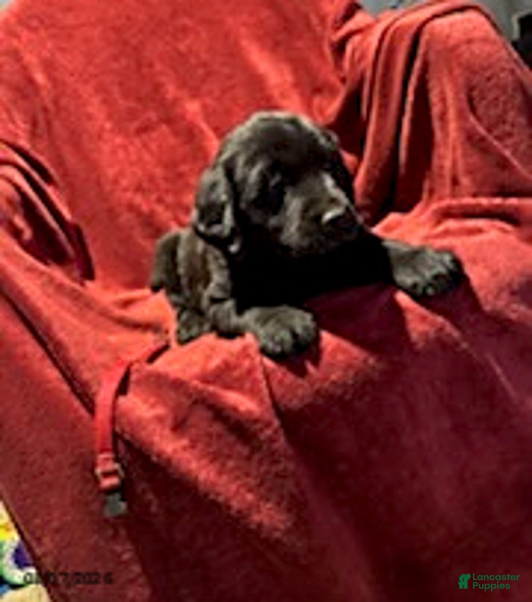 Goldador dogs for sale: Andy - Ad 5