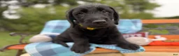 Mixed Breed dogs for sale: O’Henry (Boy) - Ad 5