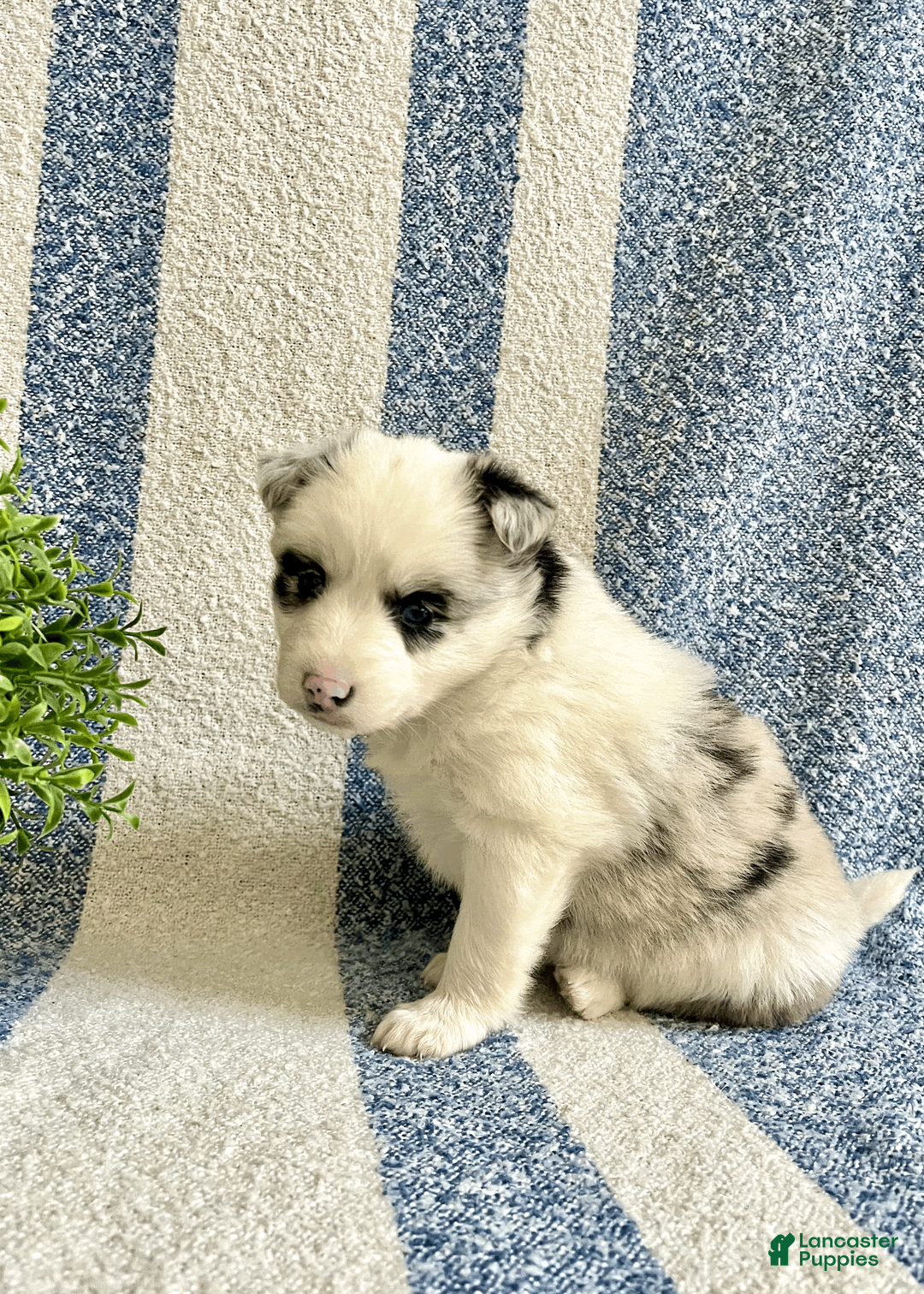 Pomsky dogs for sale: Cherry - Ad 2
