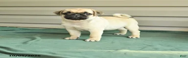 Chubs