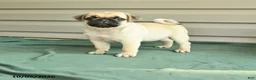 Pug dogs for sale: Chubs - Ad 1