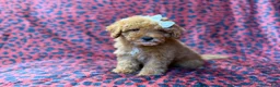 Cavapoo dogs for sale: Skittles - Ad 10