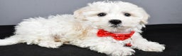 Maltipoo dogs for sale: Lennie - Ad 10