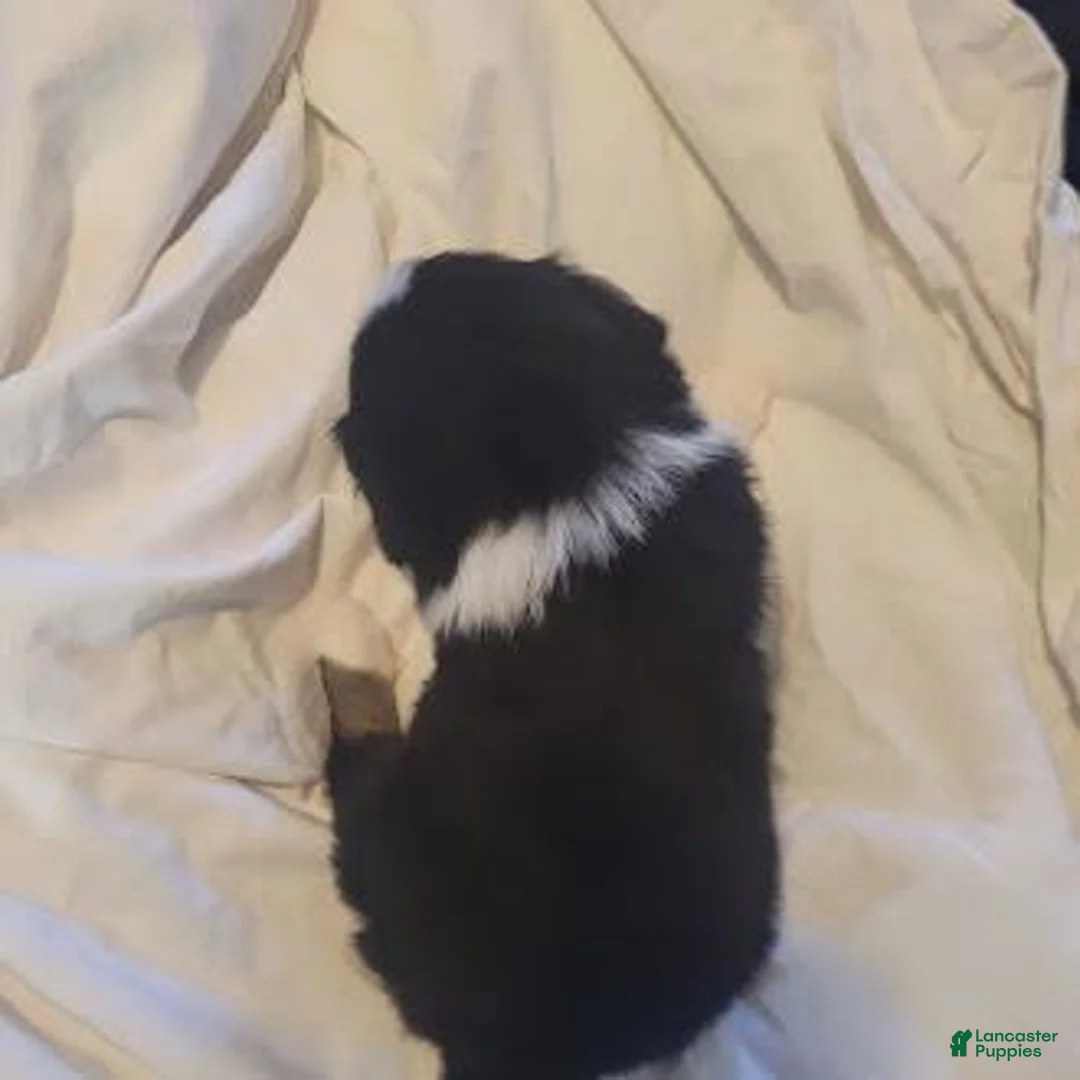 Mixed Breed dogs for sale: Lacy - Ad 2