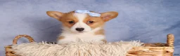 Welsh Corgi Pembroke dogs for sale: Barry🐾 - Ad 15