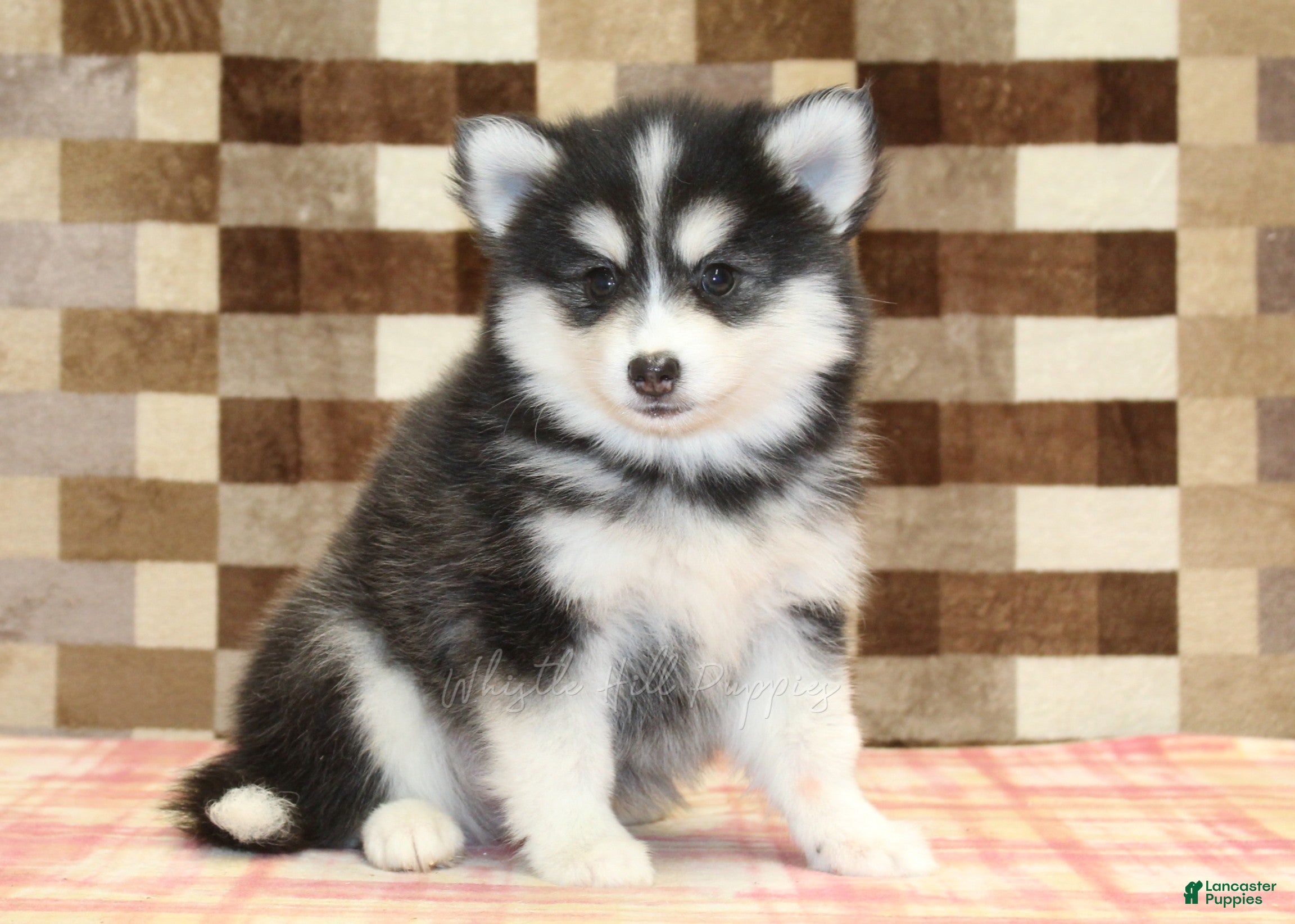 Pomsky dogs Isaac - Ad 1