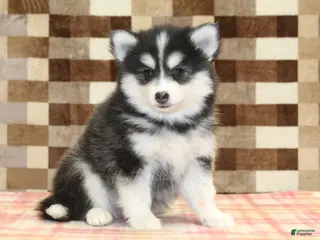 Pomsky dogs for sale: Isaac - Ad 3