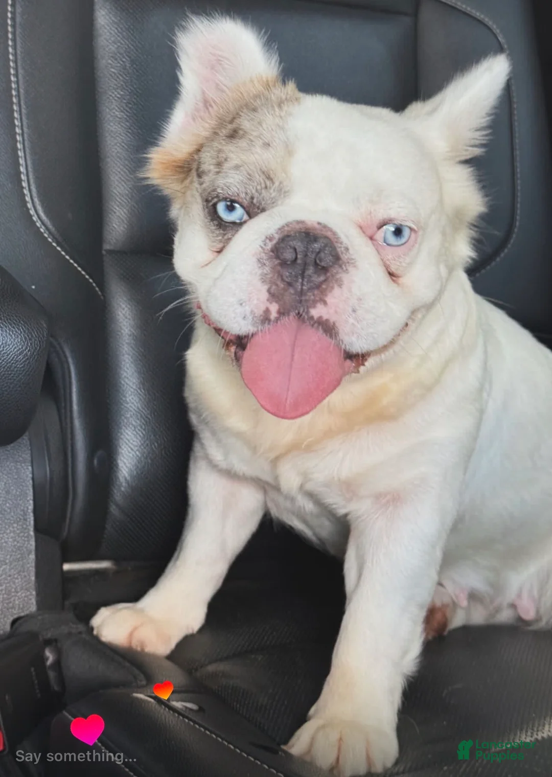 French Bulldog dogs for sale: French Bulldog Puppy 2 - Ad 2