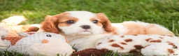 Cavalier King Charles Spaniel dogs for sale: Lincoln Cavalier King Charles Spaniel  - Ad 5