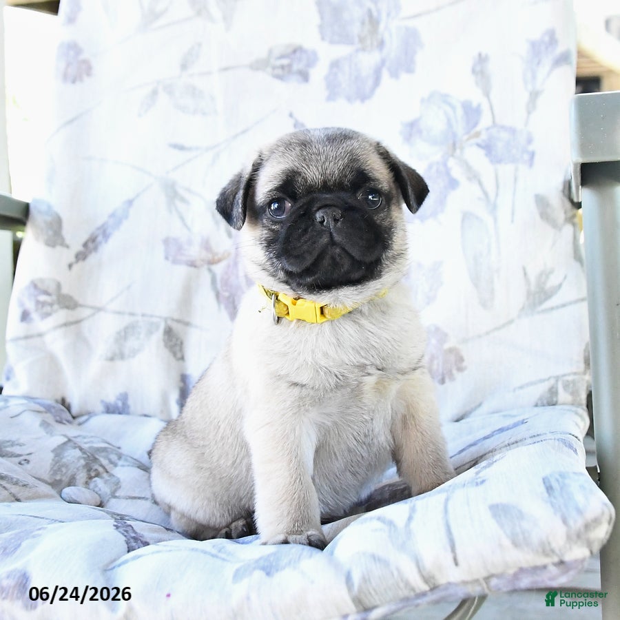Pug dogs Winston - Ad 2