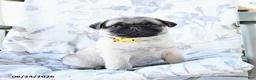 Pug dogs for sale: Winston - Ad 2