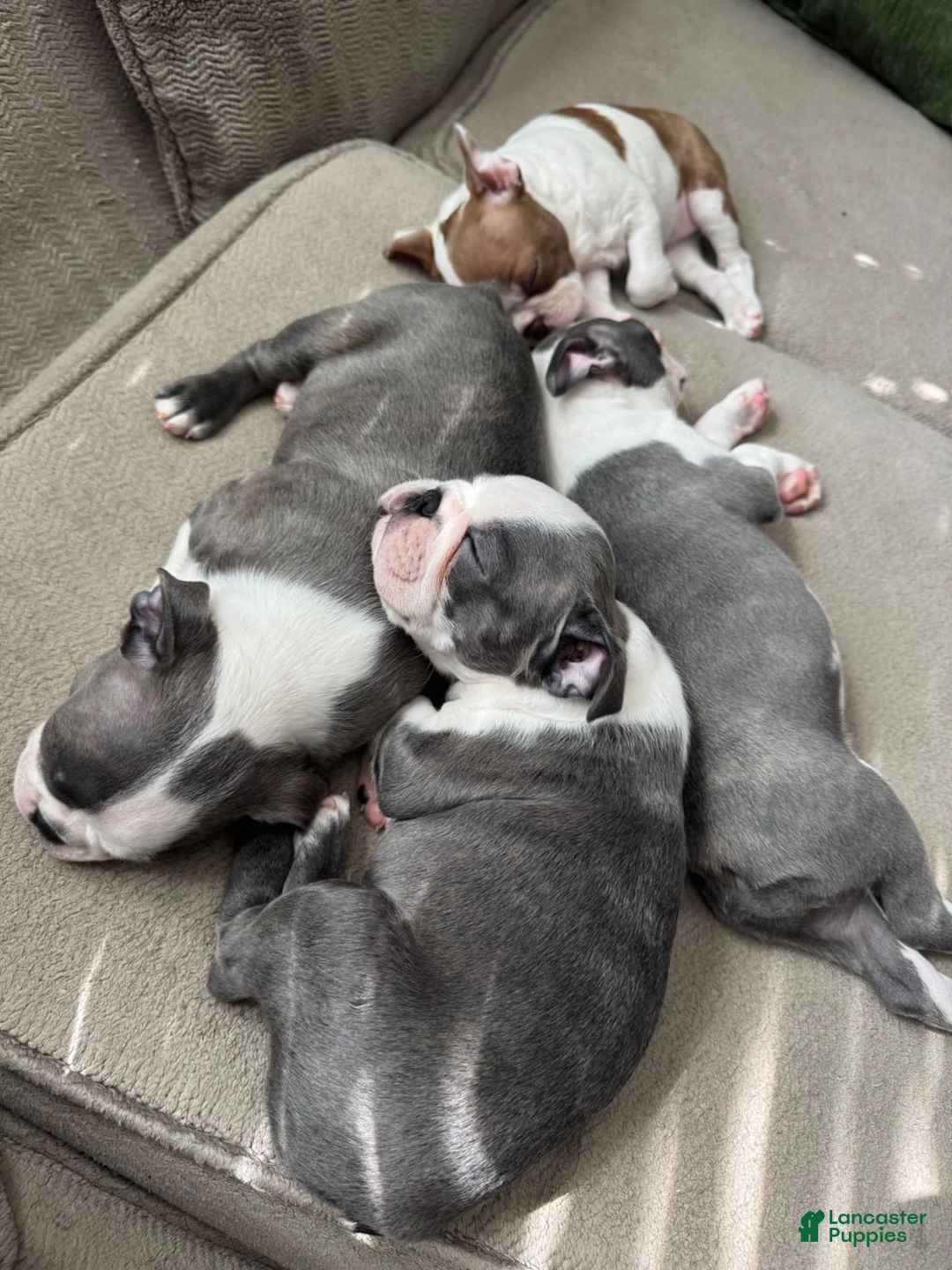 Boston Terrier dogs for sale: Max - Ad 11