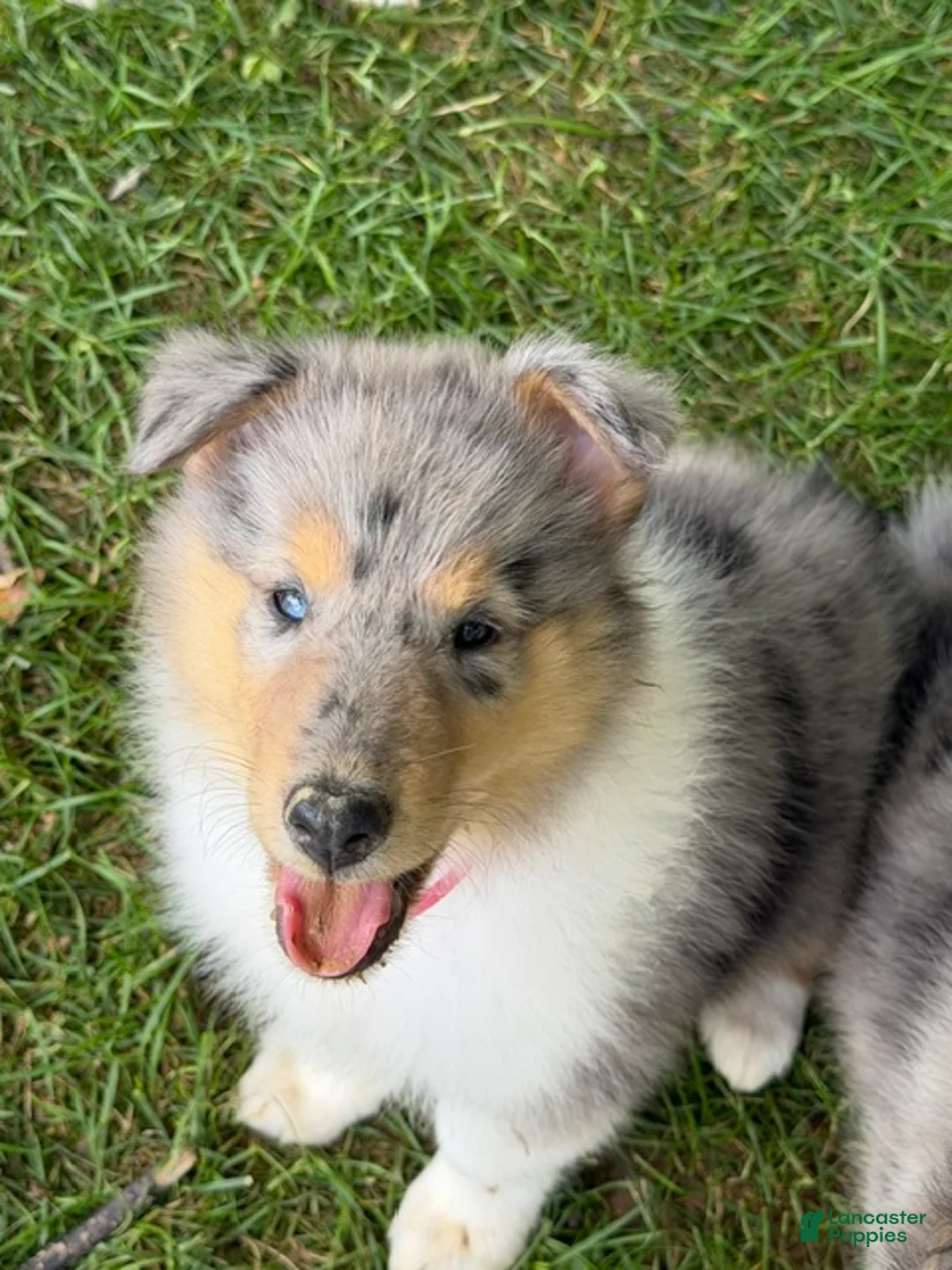 Collie dogs for sale: AKC Collie    "Samantha" - Ad 1