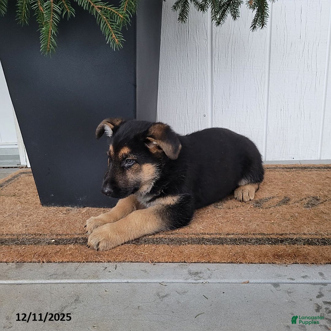 German Shepherd dogs for sale: Tyson - Ad 2