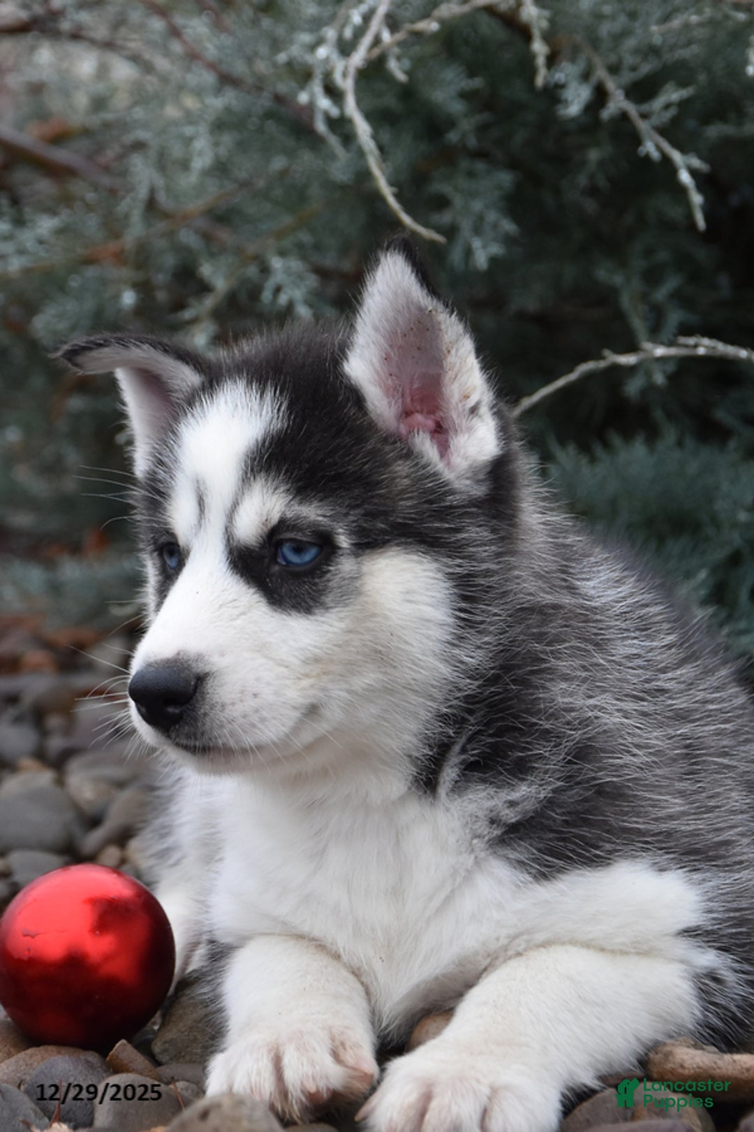 Siberian Husky dogs for sale: Floppy - Ad 2