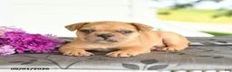 Frenchton dogs for sale: Max - Ad 4