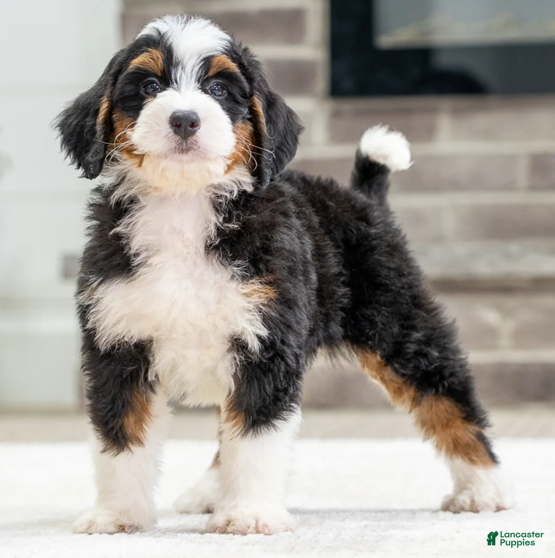 Mini Bernedoodle dogs for sale: Tera - Ad 2
