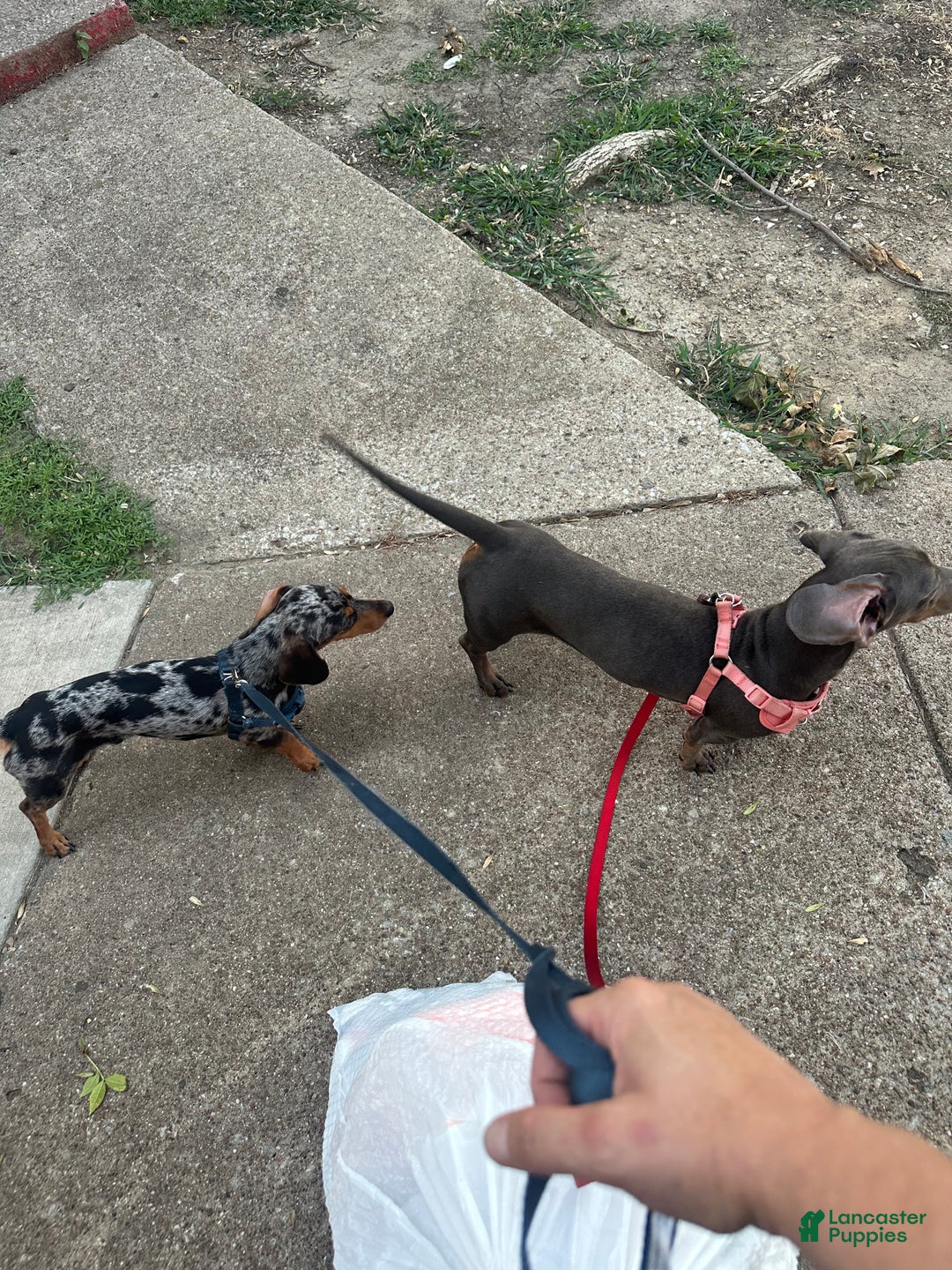 Dachshund dogs for sale: Dachshund Puppy 3 - Ad 11