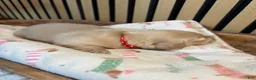 Miniature Dachshund dogs for sale: Hank - Ad 5