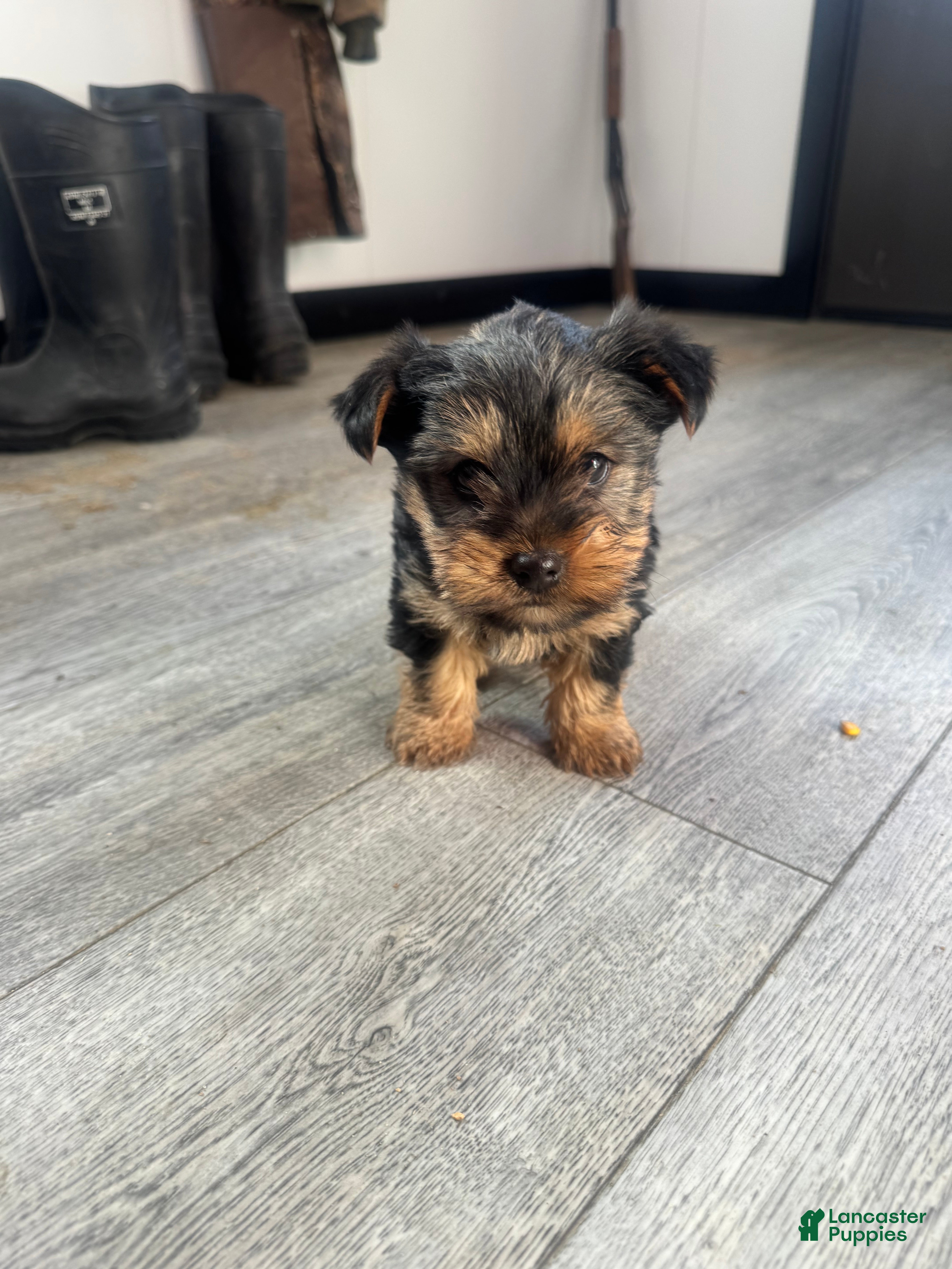 Yorkshire Terrier dogs Chance - Ad 26