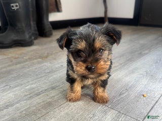 Yorkshire Terrier dogs Chance - Ad 25
