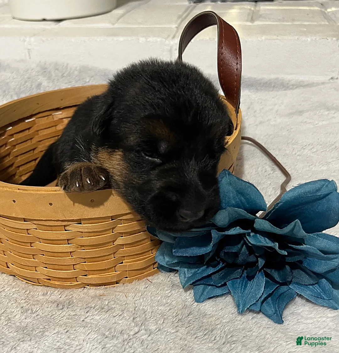 German Shepherd dogs for sale: Ranger - Ad 1