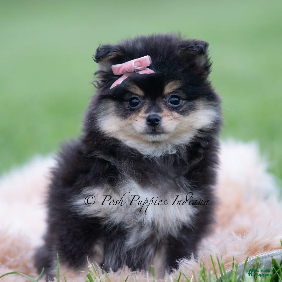 Pomeranian dogs for sale: Ashley - Ad 2