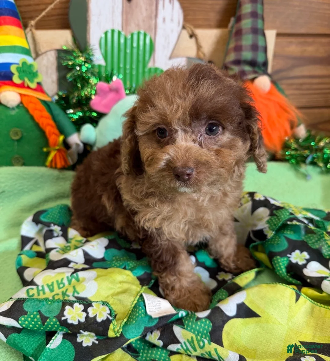 Cockapoo dogs for sale: Kate - Ad 2