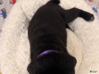 Cane Corso dogs Cane Corso Puppy 1 - Ad 4