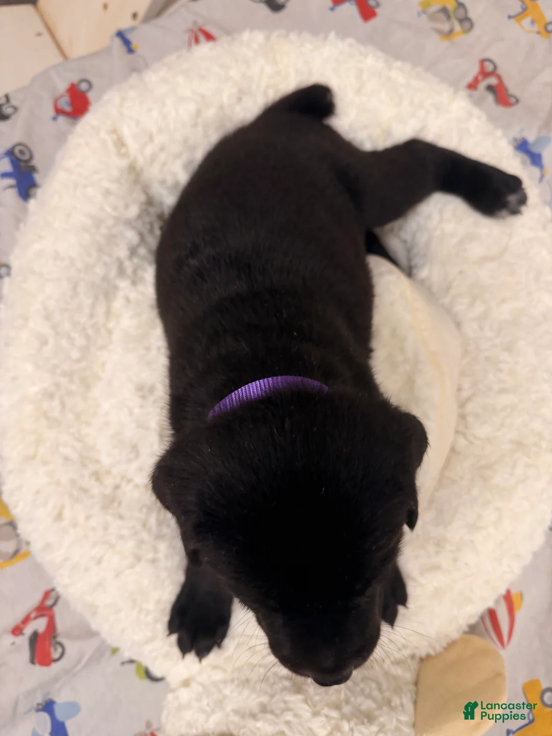 Cane Corso dogs for sale: Cane Corso Puppy 1 - Ad 1