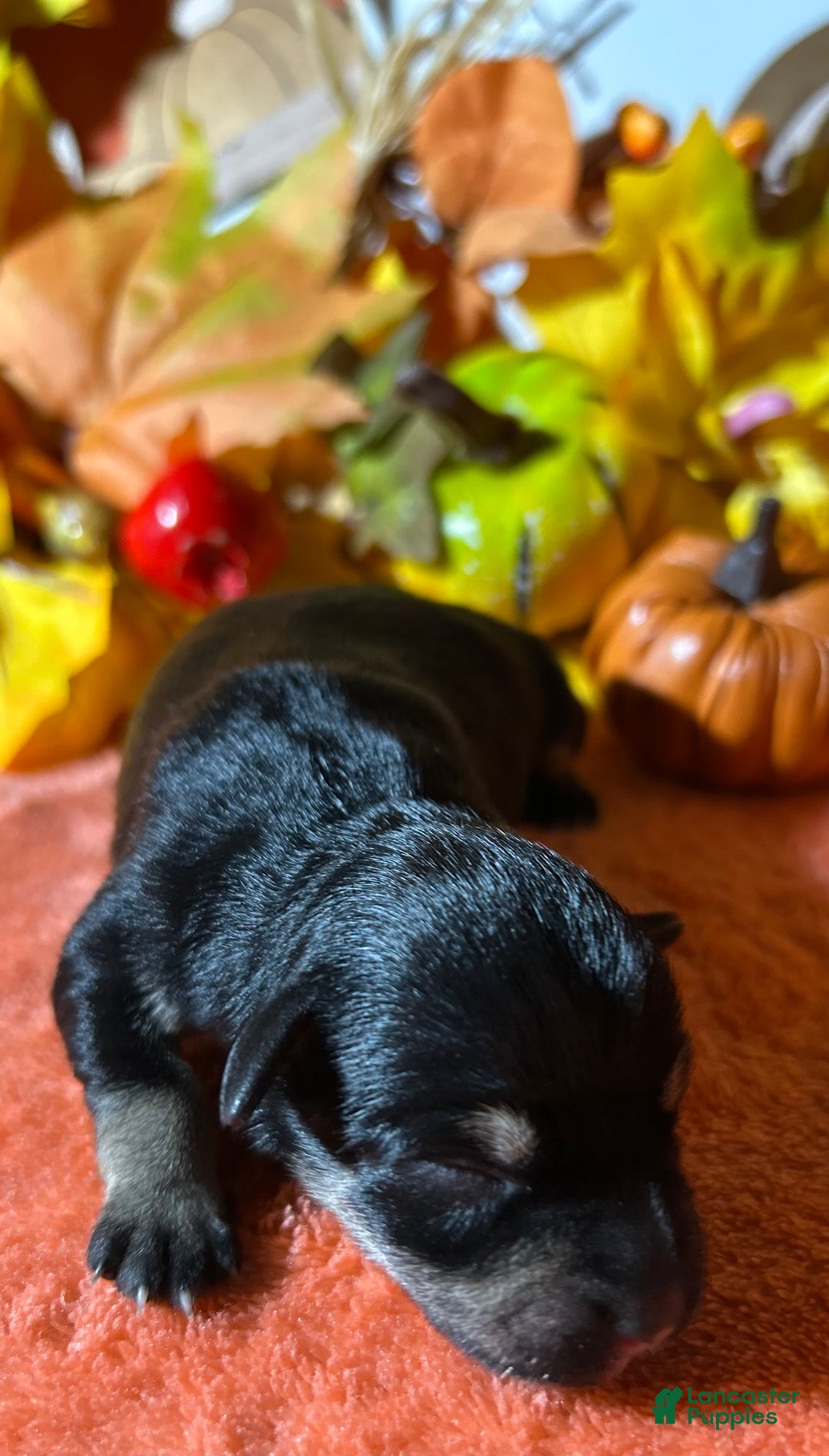 Miniature Schnauzer dogs for sale: ROSIE - Ad 10