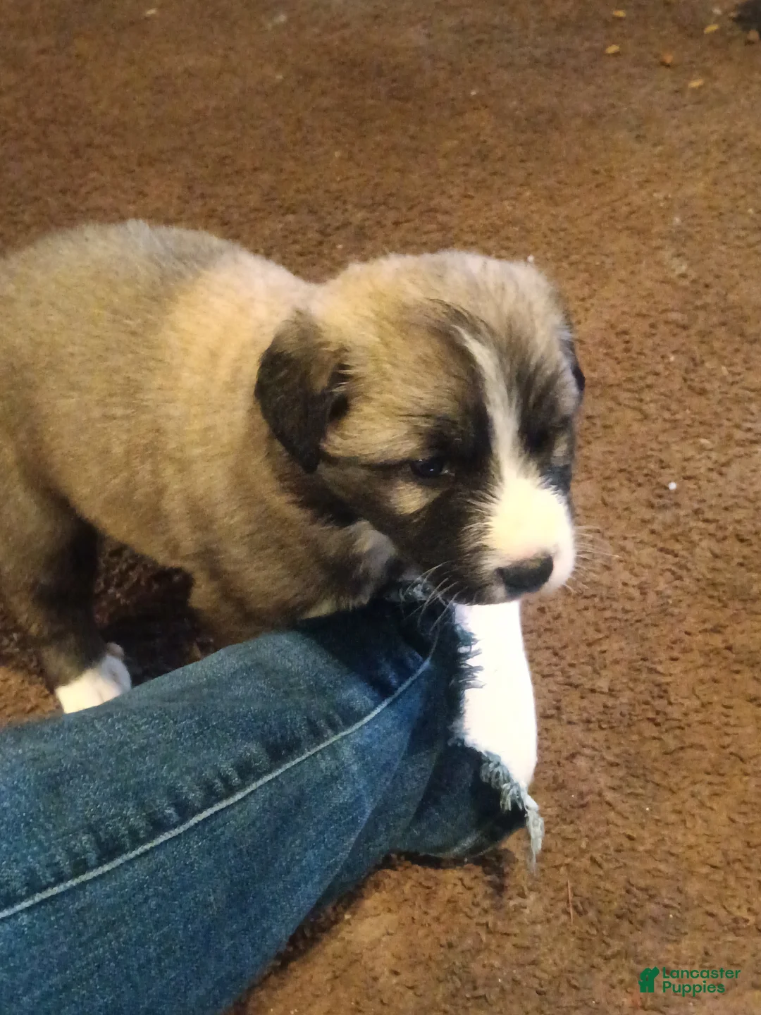 Mixed Breed dogs for sale: Brownee Boy - Ad 2