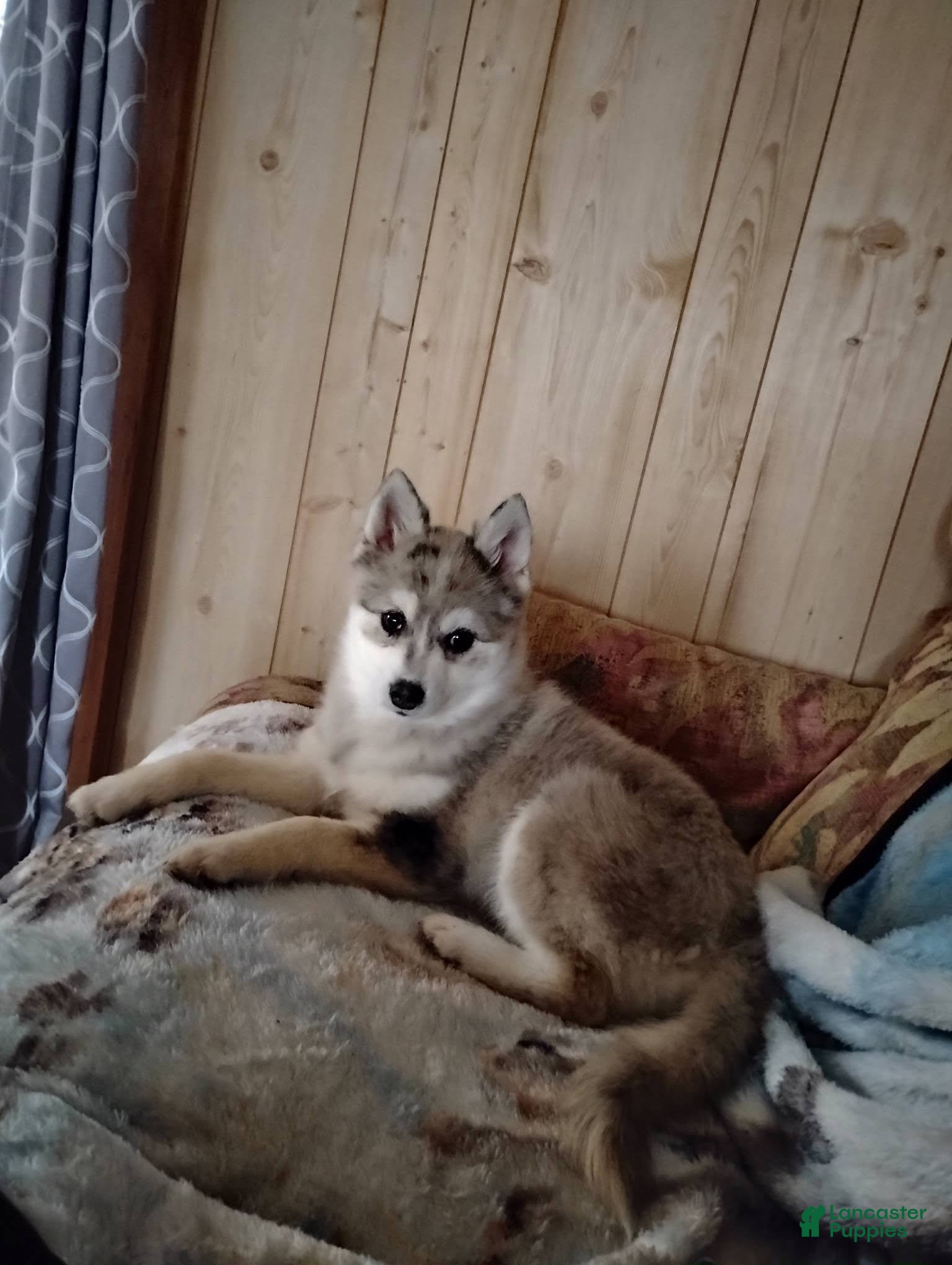 Pomsky dogs Winter  - Ad 2