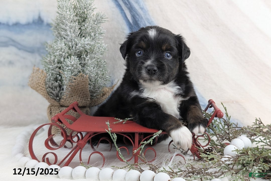 Toy Australian Shepherd dogs for sale: Banjo - Ad 1