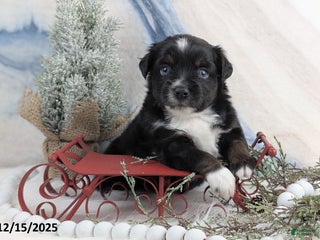 Toy Australian Shepherd dogs Banjo - Ad 3