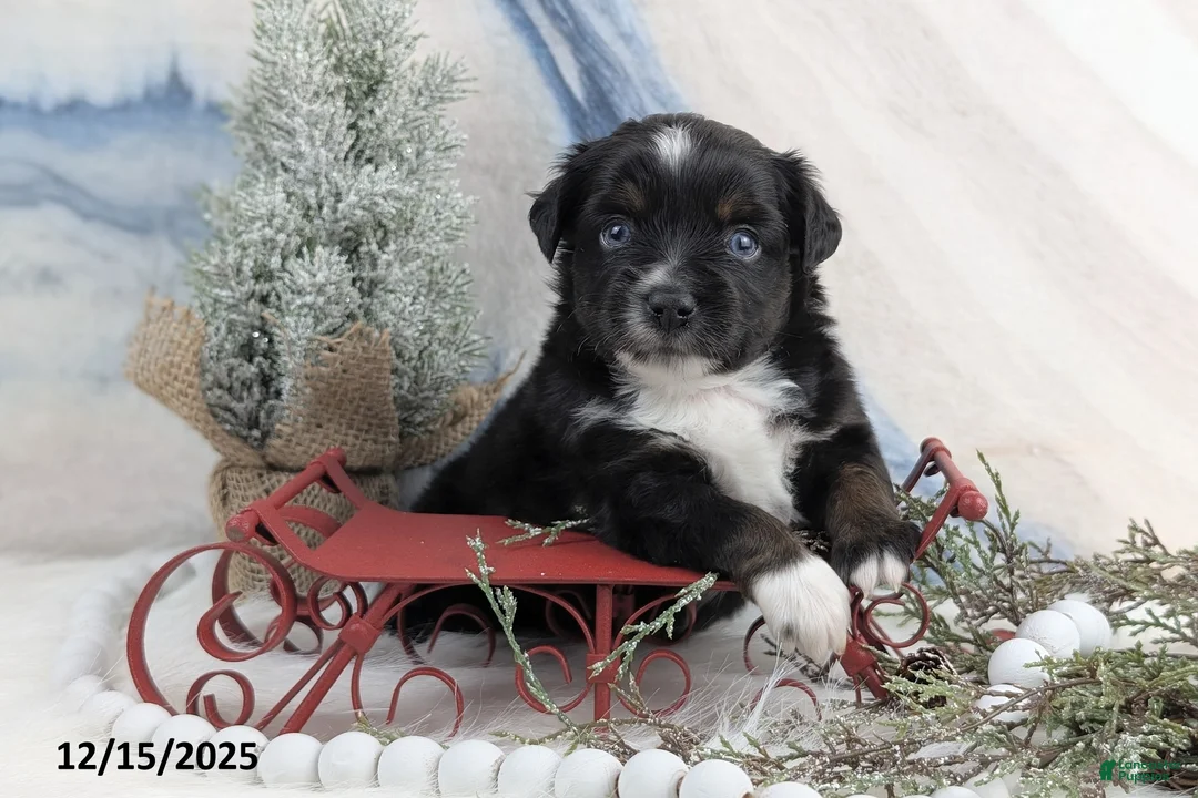 Toy Australian Shepherd dogs for sale: Banjo - Ad 23