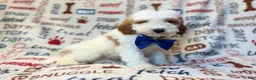 Miniature Poodle dogs for sale: Tofu - Ad 5