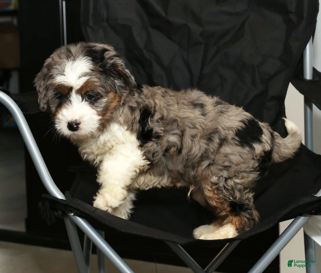 Mini Bernedoodle dogs for sale: Teddy - Ad 8